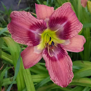 Ripple Maker Daylily